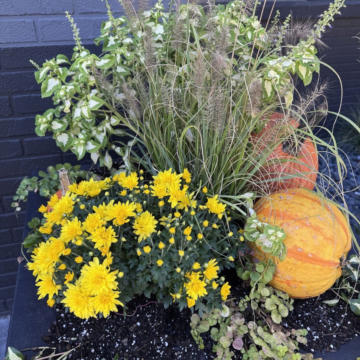 Yellow mums and pumpkins in a planter outside the Monien Construction office